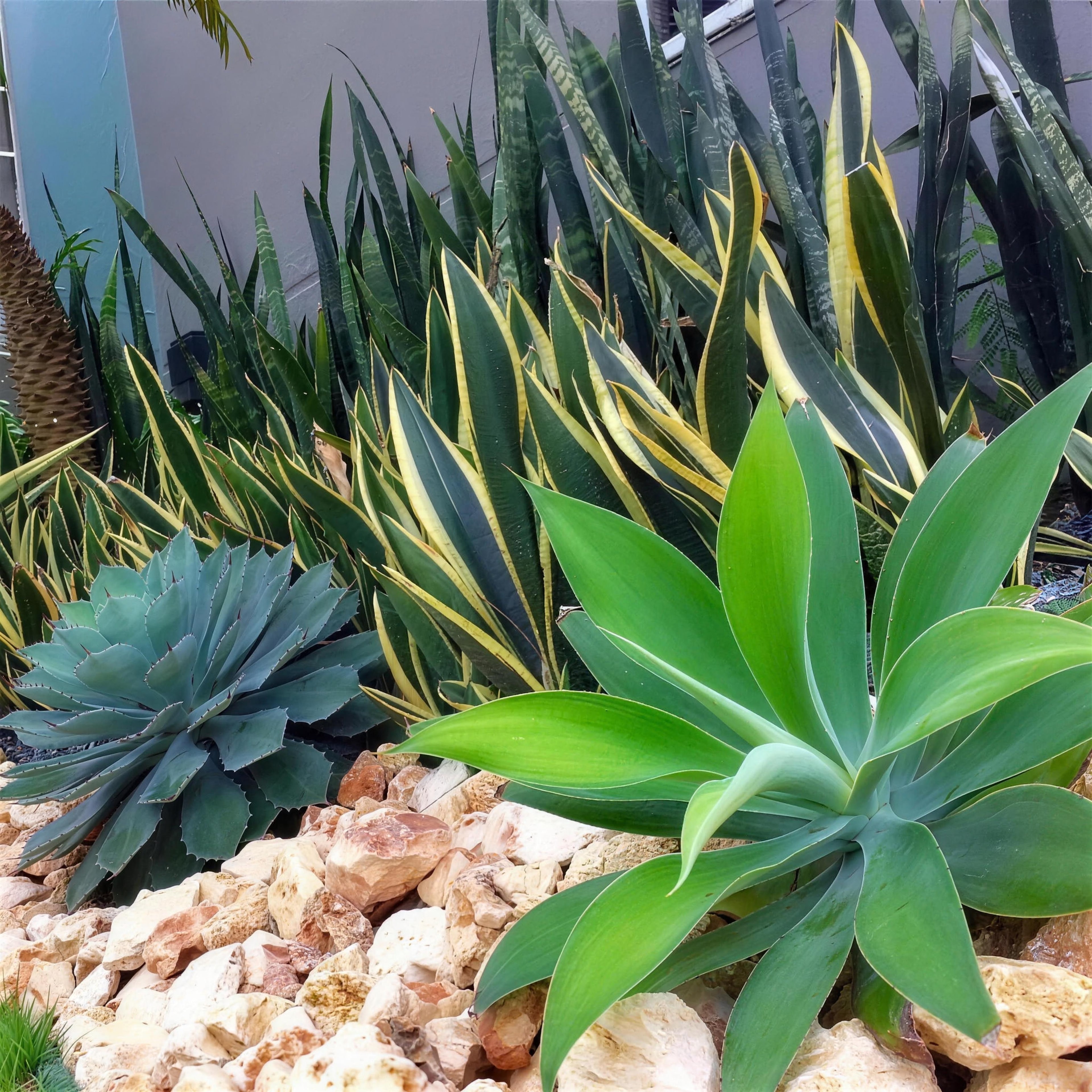 Agave y sansevieria en un cantero de roca clara
