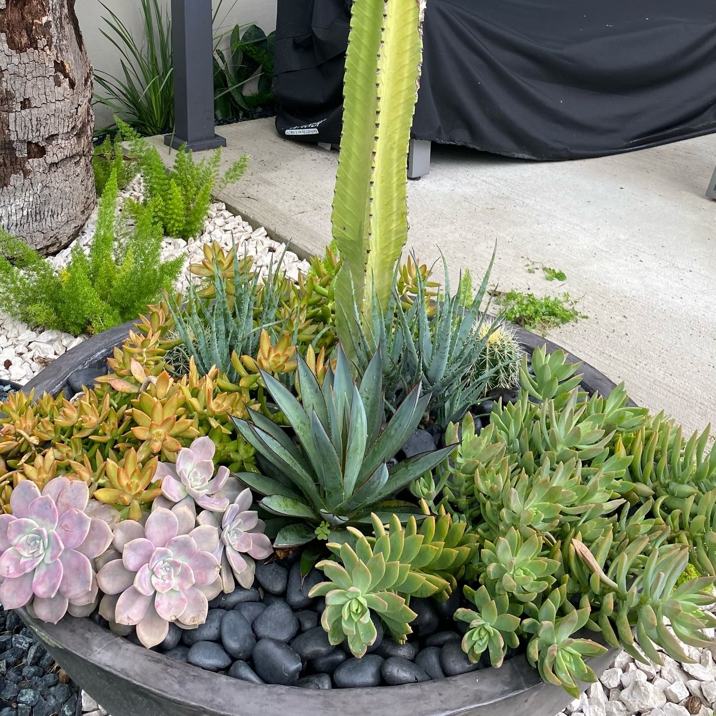Recipiente con suculentas, cactus y agave